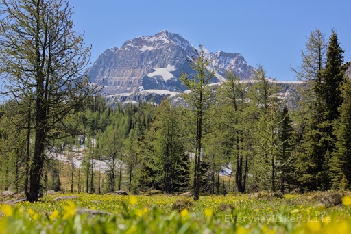 Looking across the flower strewn valley near Simpson Pass with The Monarch rising into the mildly smoky  blue sky in the distance.